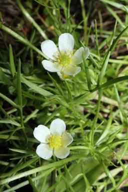 APII jpeg image of Ranunculus  © contact APII