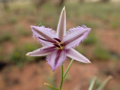 APII jpeg image of Thysanotus sp. Eremaean (S.van Leeuwen 1067)  © contact APII