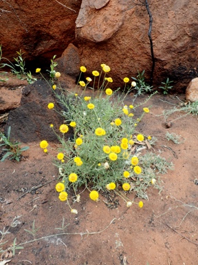 APII jpeg image of Leucochrysum stipitatum  © contact APII