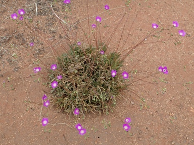 APII jpeg image of Calandrinia reticulata  © contact APII