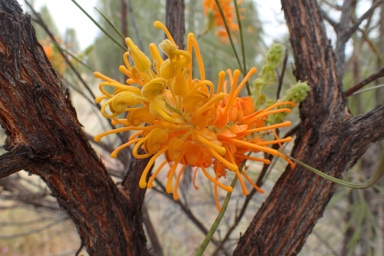 APII jpeg image of Grevillea juncifolia  © contact APII