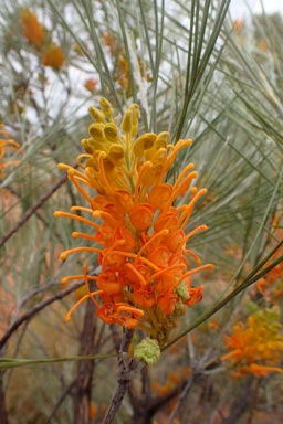 APII jpeg image of Grevillea juncifolia  © contact APII