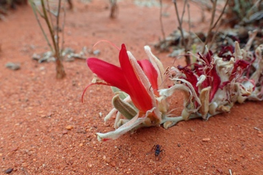 APII jpeg image of Leptosema chambersii  © contact APII