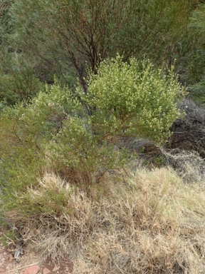 APII jpeg image of Prostanthera striatiflora  © contact APII