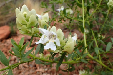 APII jpeg image of Prostanthera striatiflora  © contact APII