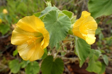 APII jpeg image of Abutilon leucopetalum  © contact APII