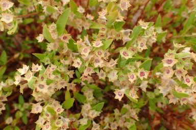 APII jpeg image of Pomax sp. Sand dunes (P.G.Wilson 752)  © contact APII