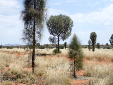 APII jpeg image of Allocasuarina decaisneana  © contact APII