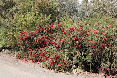 APII jpeg image of Callistemon citrinus 'Firebrand'  © contact APII