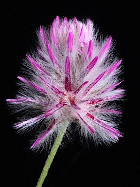 APII jpeg image of Ptilotus indivisus  © contact APII