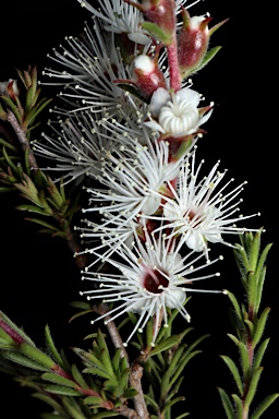 APII jpeg image of Kunzea ambigua  © contact APII