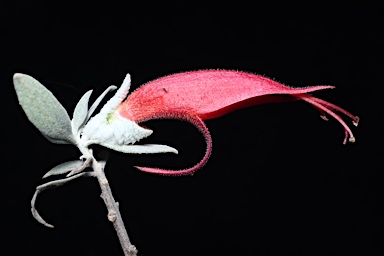 APII jpeg image of Eremophila glabra subsp. glabra  © contact APII