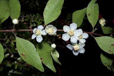 APII jpeg image of Uromyrtus australis  © contact APII