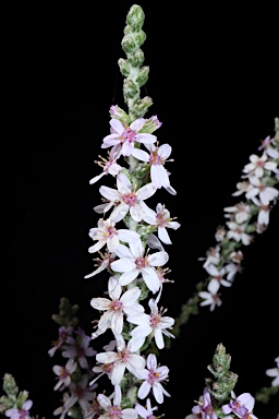 APII jpeg image of Olearia lanuginosa  © contact APII