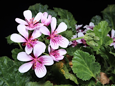 APII jpeg image of Pelargonium sp. Striatellum (G.W.Carr 10345)  © contact APII