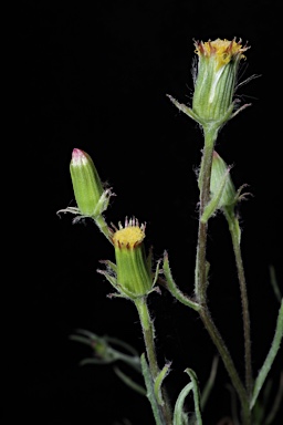 APII jpeg image of Senecio macrocarpus  © contact APII