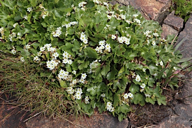 APII jpeg image of Dichosciadium ranunculaceum var. ranunculaceum  © contact APII