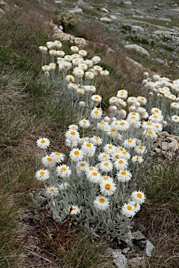 APII jpeg image of Leucochrysum alpinum  © contact APII