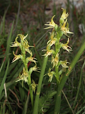 APII jpeg image of Prasophyllum tadgellianum  © contact APII