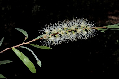 APII jpeg image of Callistemon  © contact APII