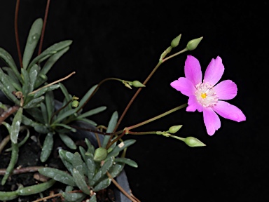 APII jpeg image of Calandrinia sp. Chewings Range (D.E.Albrecht 10561)  © contact APII