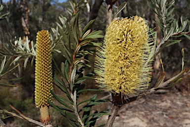 APII jpeg image of Banksia marginata  © contact APII