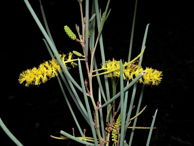 APII jpeg image of Acacia palustris  © contact APII