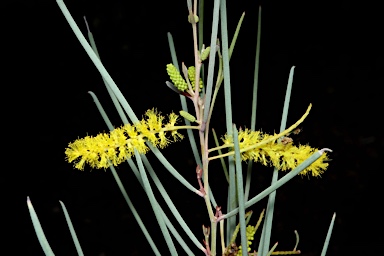 APII jpeg image of Acacia palustris  © contact APII