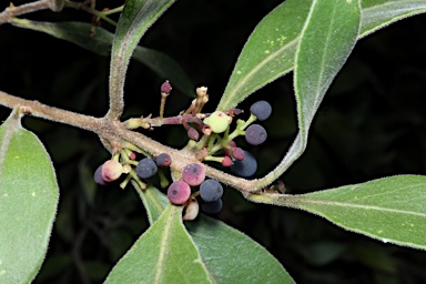 APII jpeg image of Notelaea longifolia f. longifolia  © contact APII