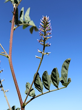 APII jpeg image of Glycyrrhiza acanthocarpa  © contact APII