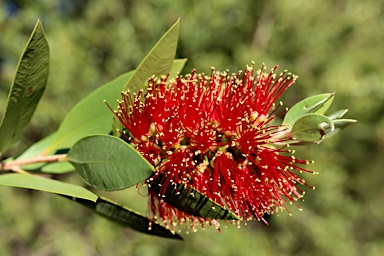 APII jpeg image of Callistemon polandii  © contact APII