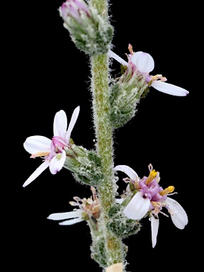 APII jpeg image of Olearia lanuginosa  © contact APII