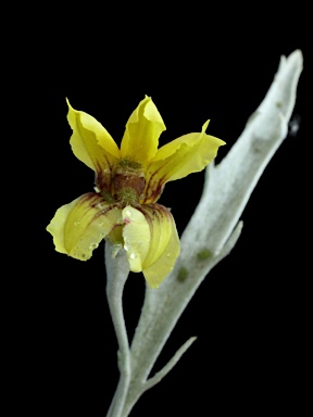 APII jpeg image of Goodenia mueckeana  © contact APII