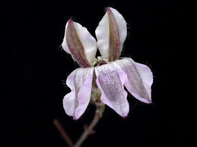 APII jpeg image of Goodenia purpurascens  © contact APII