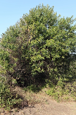 APII jpeg image of Olea europaea subsp. cuspidata  © contact APII