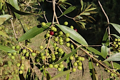 APII jpeg image of Olea europaea subsp. cuspidata  © contact APII