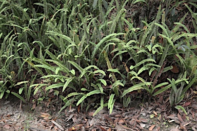 APII jpeg image of Nephrolepis cordifolia  © contact APII