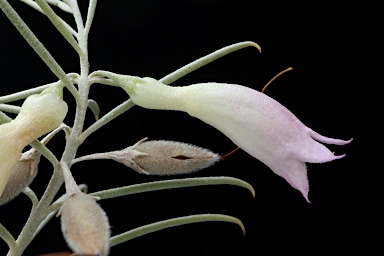 APII jpeg image of Eremophila dalyana  © contact APII