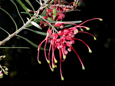 APII jpeg image of Grevillea 'Allyn Charm'  © contact APII