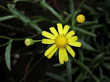 APII jpeg image of Senecio madagascariensis  © contact APII