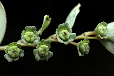 APII jpeg image of Phyllanthus gunnii  © contact APII