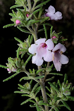 APII jpeg image of Prostanthera stenophylla  © contact APII