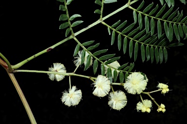 APII jpeg image of Acacia terminalis  © contact APII