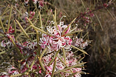 APII jpeg image of Hakea decurrens subsp. decurrens  © contact APII