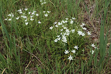 APII jpeg image of Ornithogalum umbellatum  © contact APII