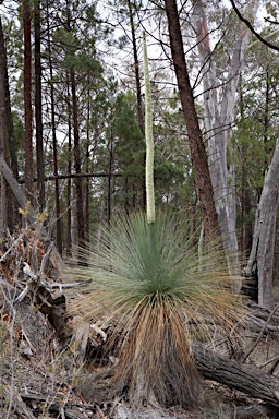 APII jpeg image of Xanthorrhoea glauca subsp. angustifolia  © contact APII