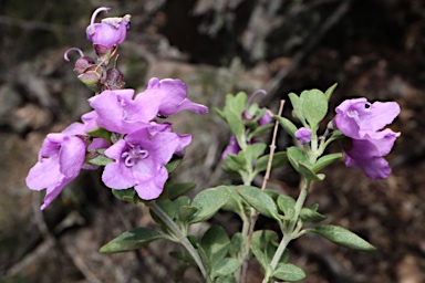 APII jpeg image of Prostanthera rotundifolia  © contact APII