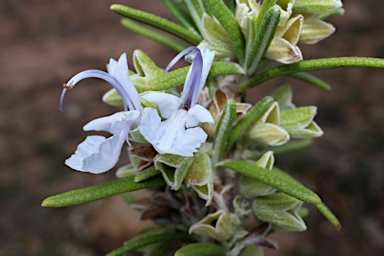 APII jpeg image of Rosmarinus officinalis  © contact APII