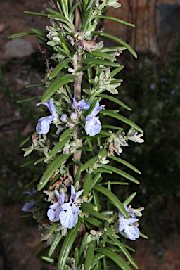 APII jpeg image of Rosmarinus officinalis  © contact APII