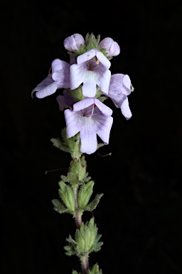 APII jpeg image of Euphrasia collina subsp. speciosa  © contact APII